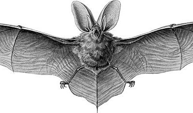 Gravure de Chauve-souris