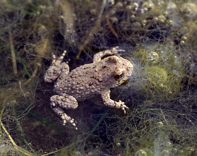 Crapaud Sonneur à ventre jaune dans l'eau