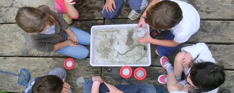 Groupe d'enfants autour d'un bac contenant des insectes aquatiques