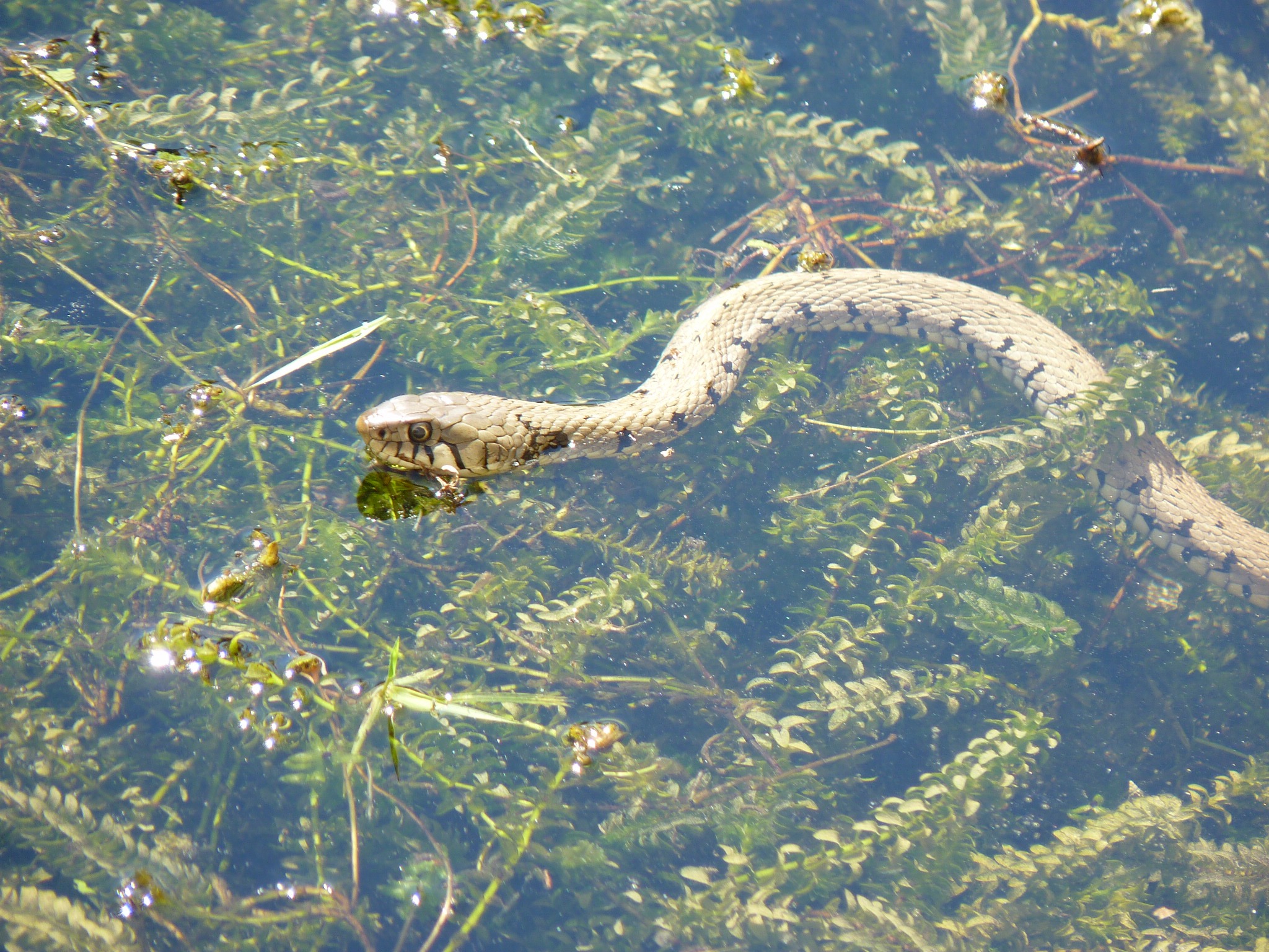 Couleuvre dans une mare