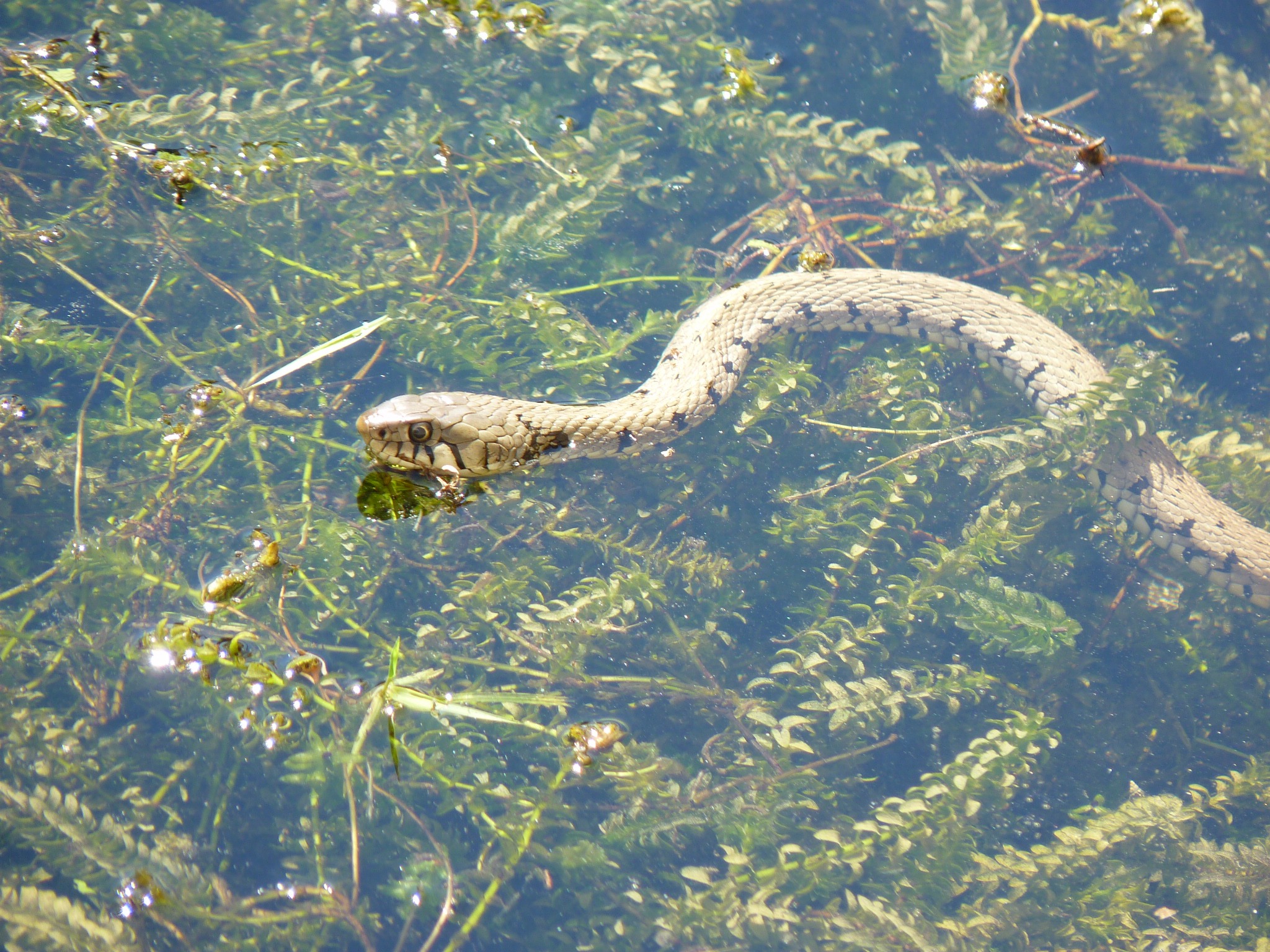 Couleuvre dans une mare