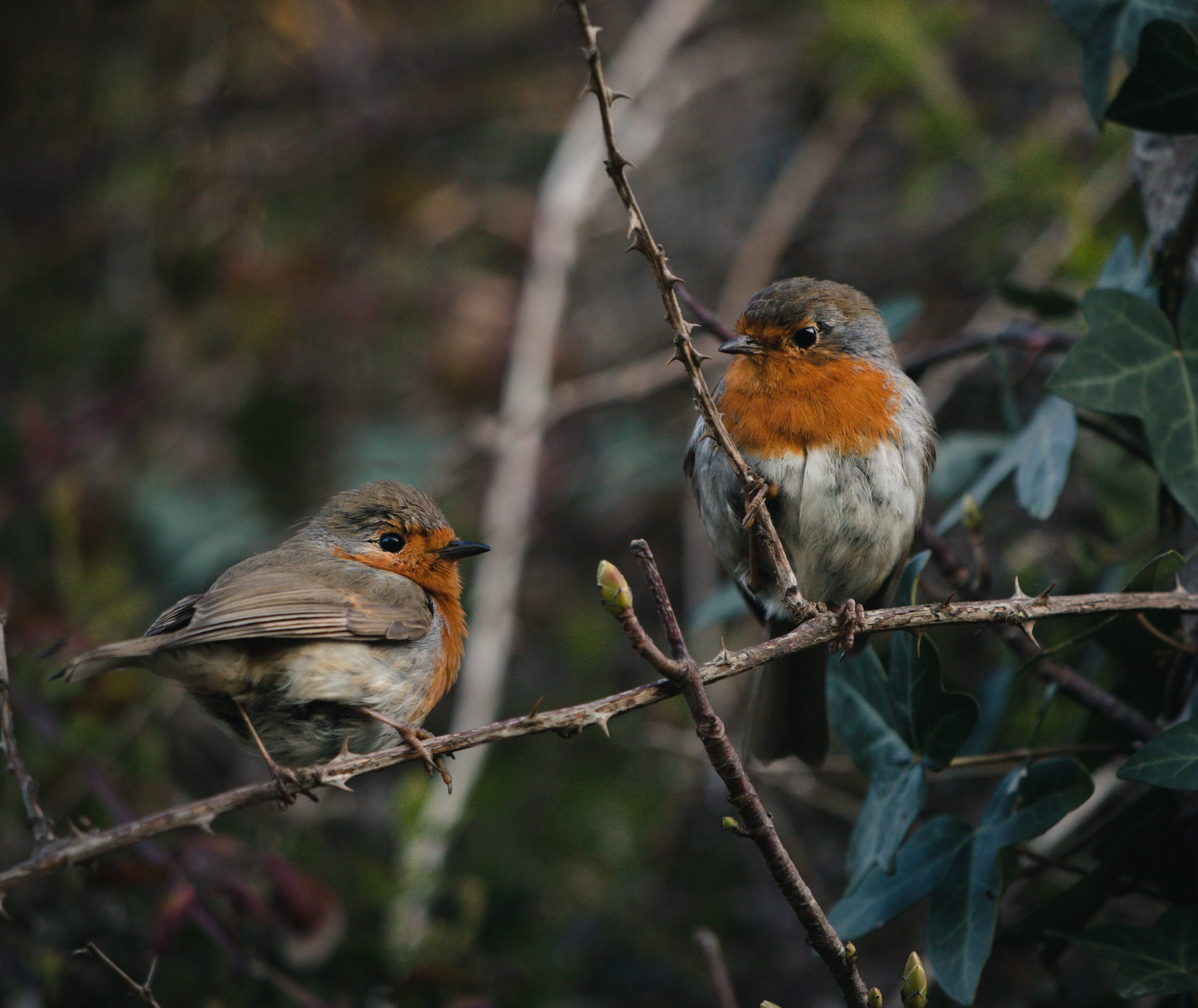 Rouge-gorge sur une branche