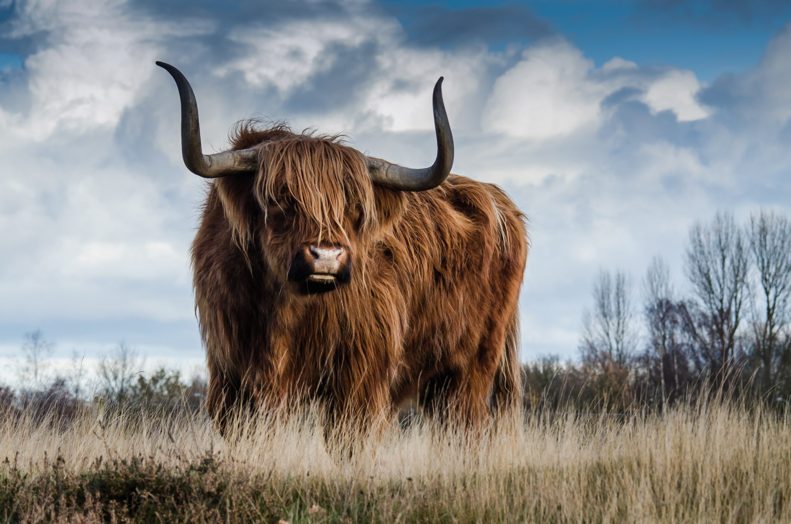 Vache highland