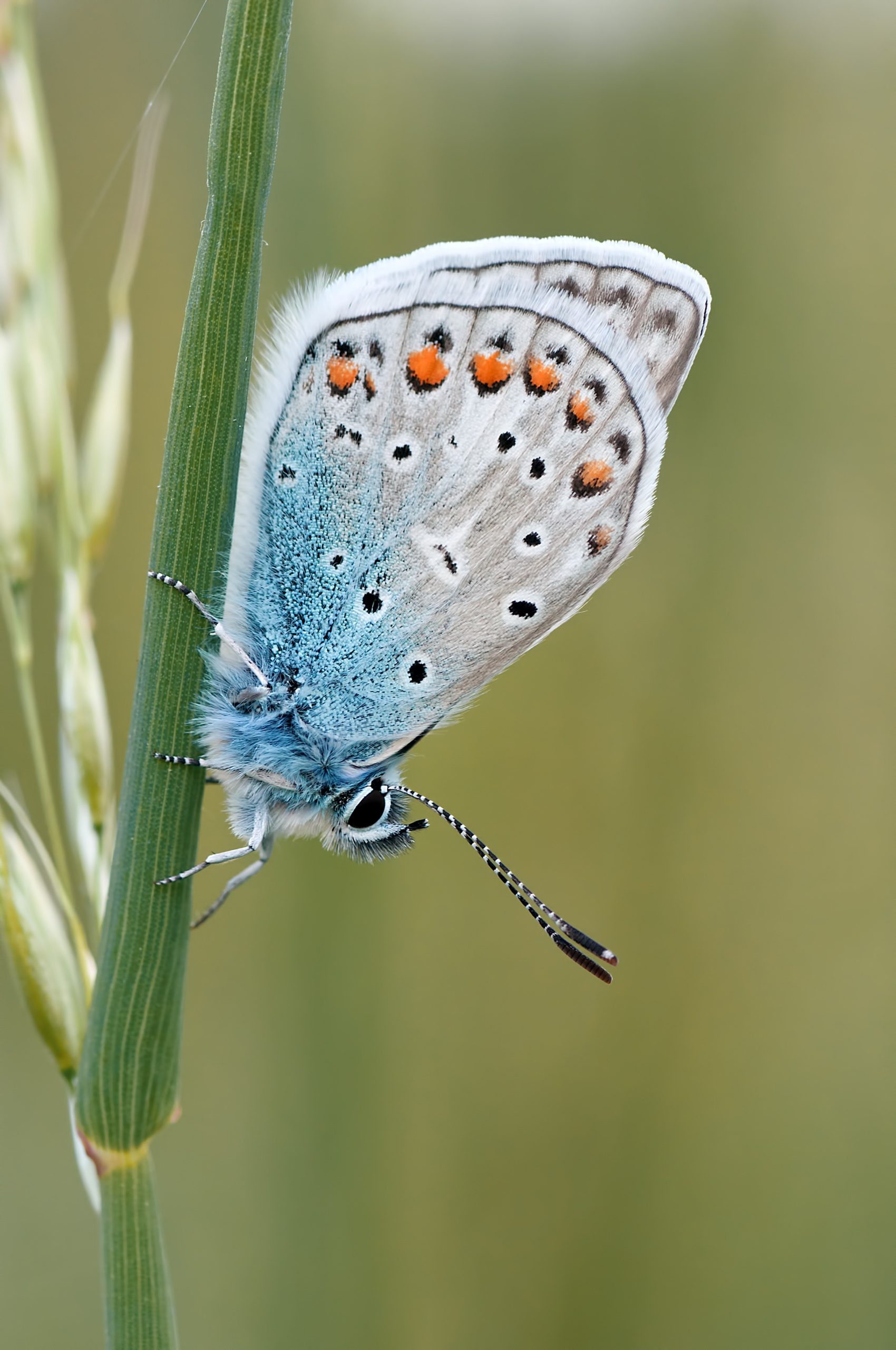 Papillon Azuré