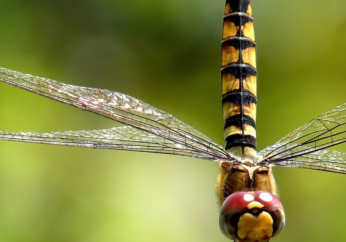 Libellule posée sur une tige