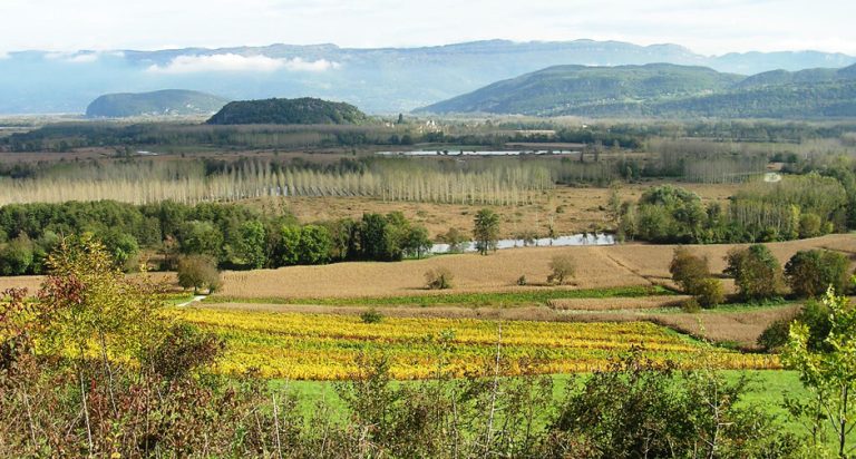 Vue du marais de Lavours depuis les hauteurs, parcelles de peupliers et de maïs