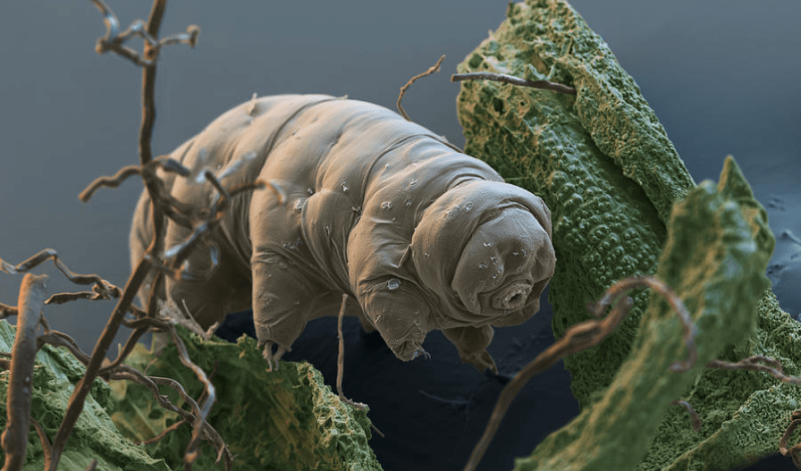 Tardigrade