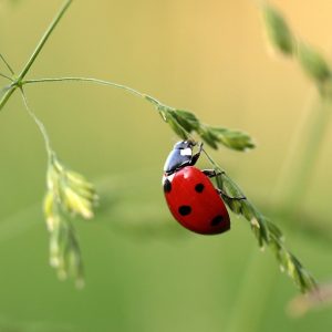 coccinelle