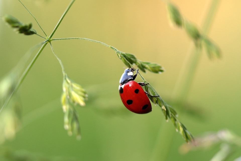 coccinelle