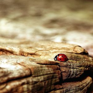 coccinelle