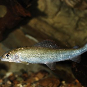 poisson