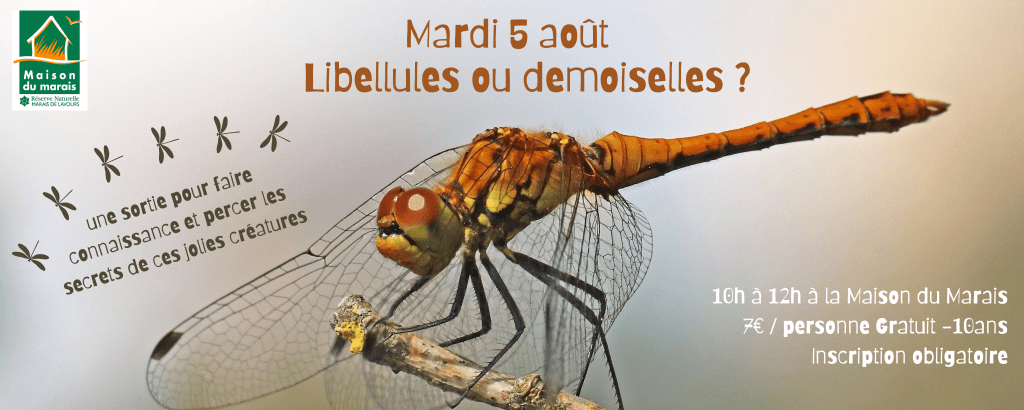 sortie libellules