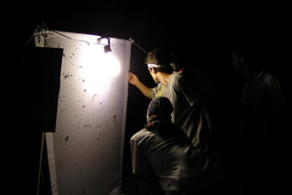Un drap blanc éclairé par une lampe à mercure est un bon moyen d’attirer les insectes de la nuit… mais aussi les chauves-souris qui s’en nourrissent ! Prairies hygrophiles, juin 2004.